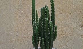 Daun kaktus
